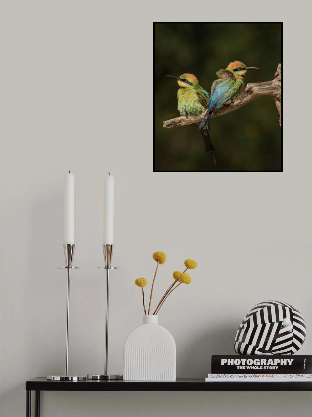 Rainbow Bee-eaters Poster och Canvastavla