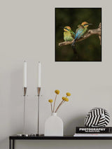 Rainbow Bee-eaters Poster och Canvastavla