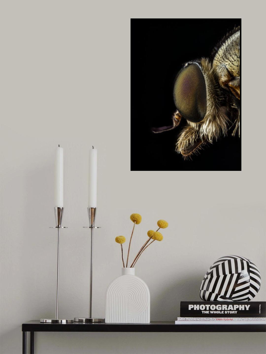 Rhagionidae profile view Poster och Canvastavla