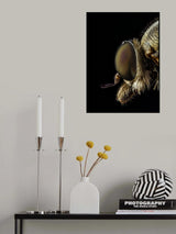 Rhagionidae profile view Poster och Canvastavla
