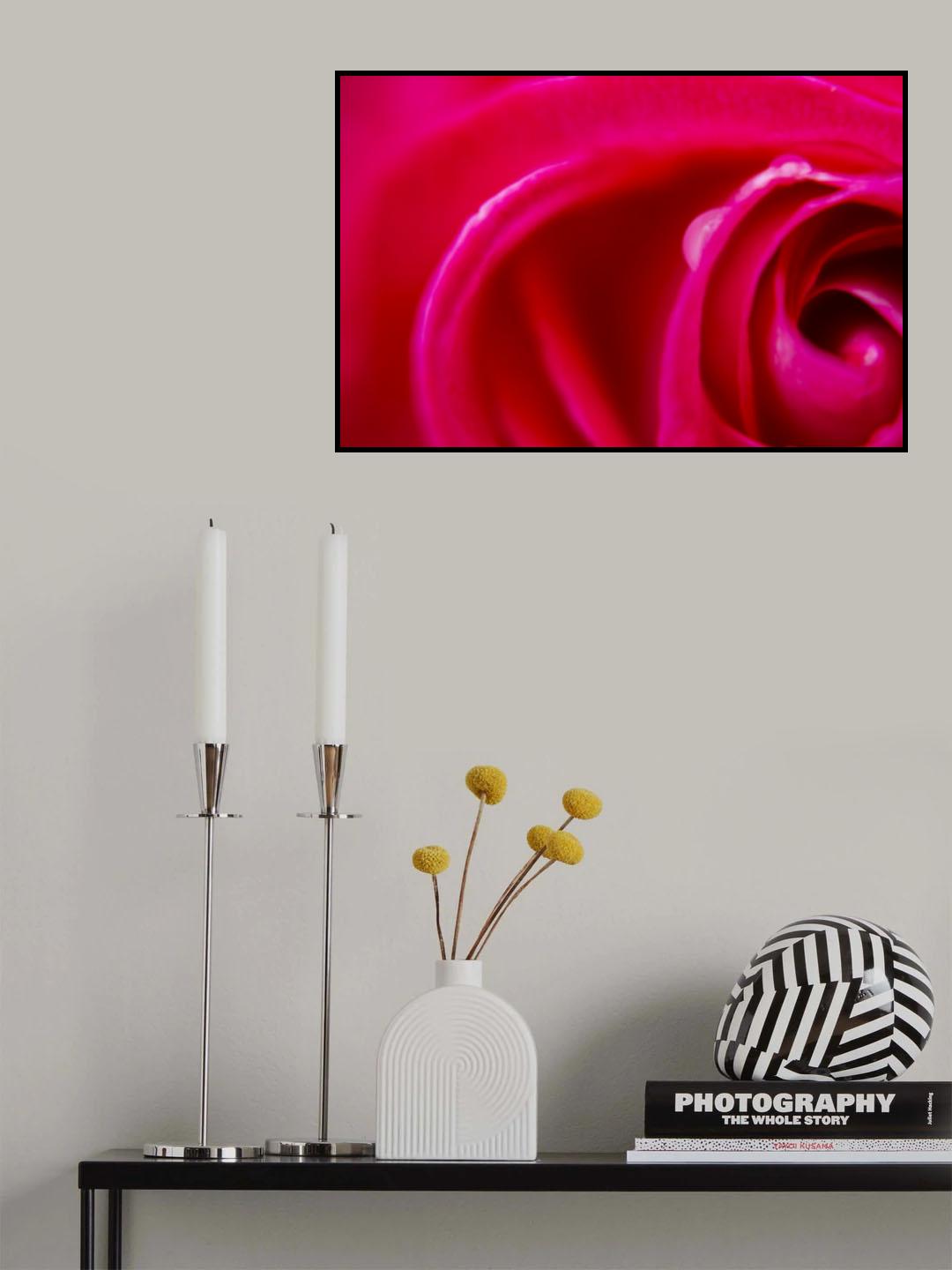 close-up of a rose Poster och Canvastavla