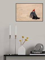 Dancing Bird Poster och Canvastavla