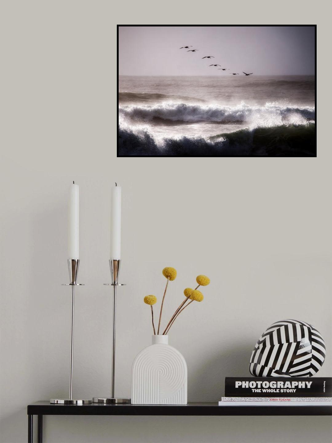 Pelicans Poster och Canvastavla
