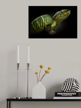tropidolaemus wagleri Poster och Canvastavla
