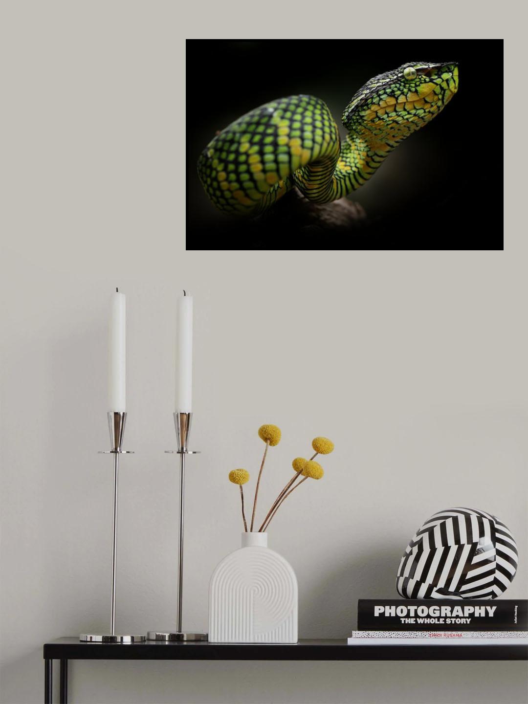 tropidolaemus wagleri Poster och Canvastavla