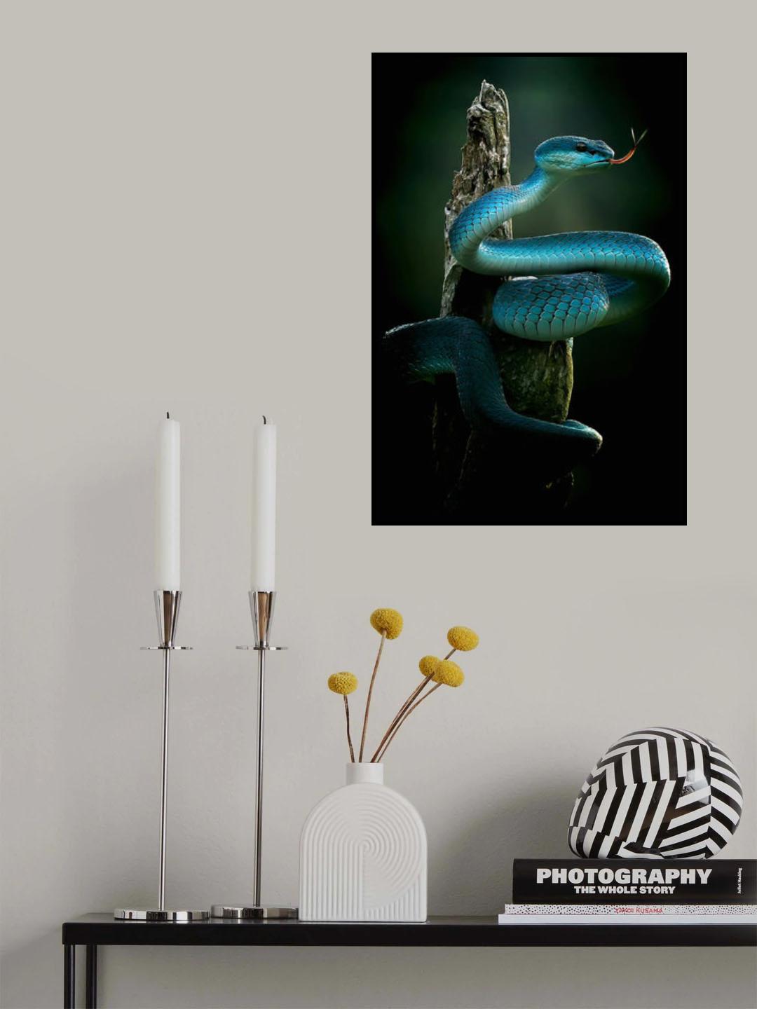 "The Blue Pit Viper is very beautiful," Poster och Canvastavla