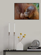 Baby Orango Poster och Canvastavla