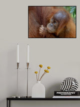Baby Orango Poster och Canvastavla