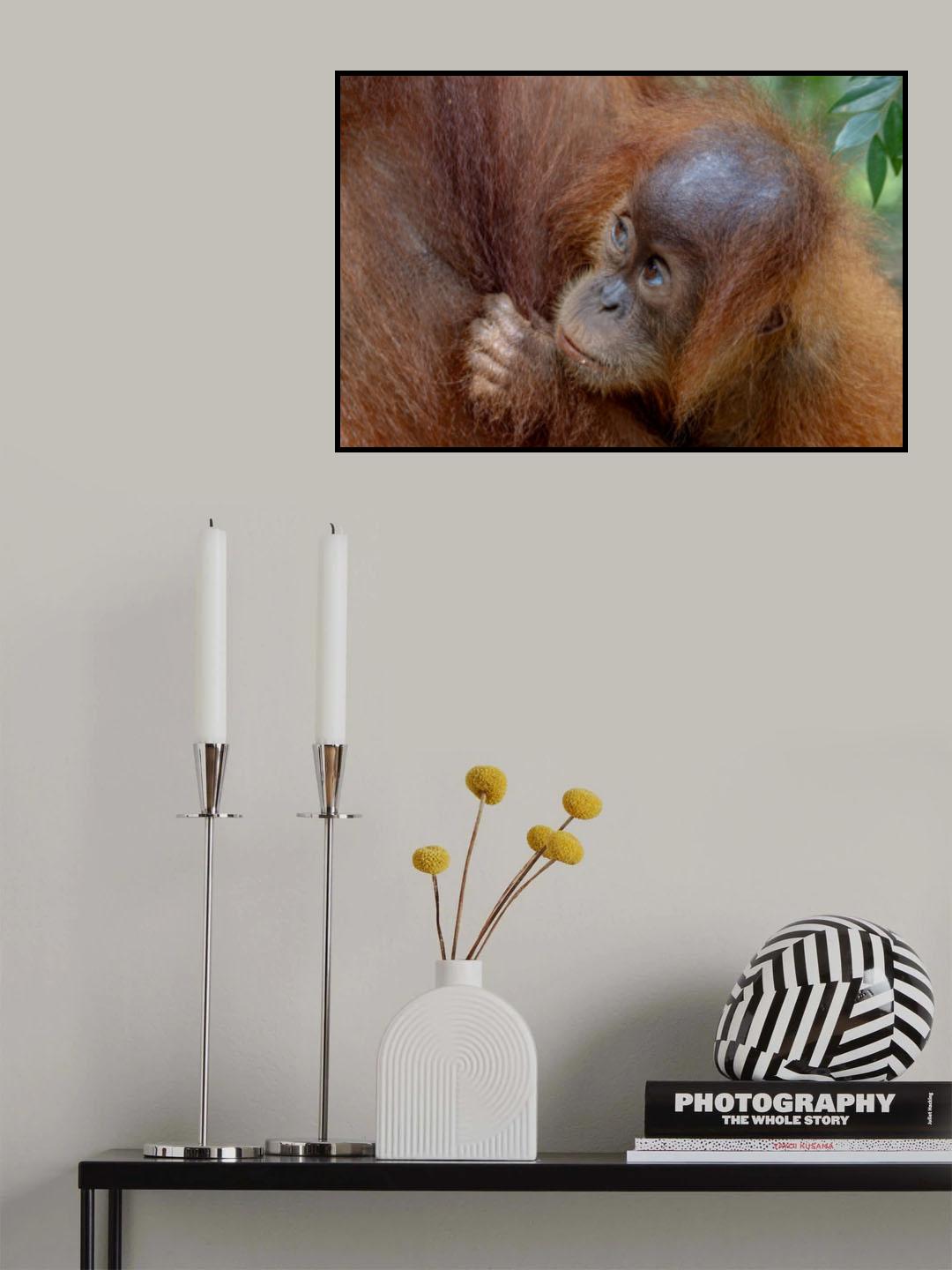 Baby Orango Poster och Canvastavla