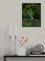 Arowana Catching their Prey Poster och Canvastavla