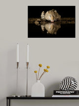 Leopard drinking Poster och Canvastavla