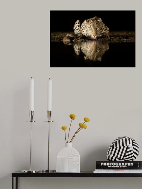 Leopard drinking Poster och Canvastavla