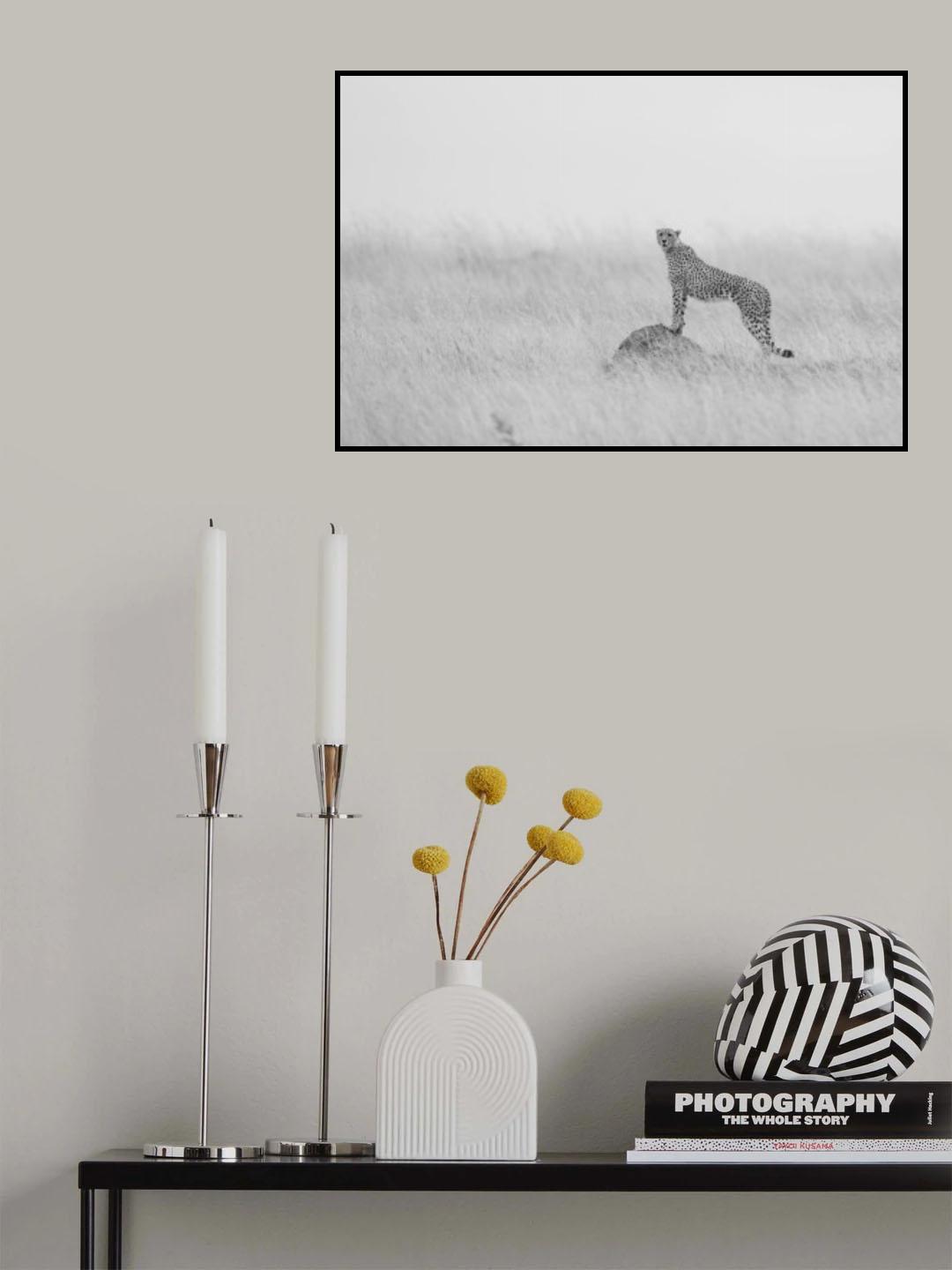 Cheetah Manning it's territory Poster och Canvastavla