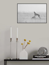 Cheetah Manning it's territory Poster och Canvastavla