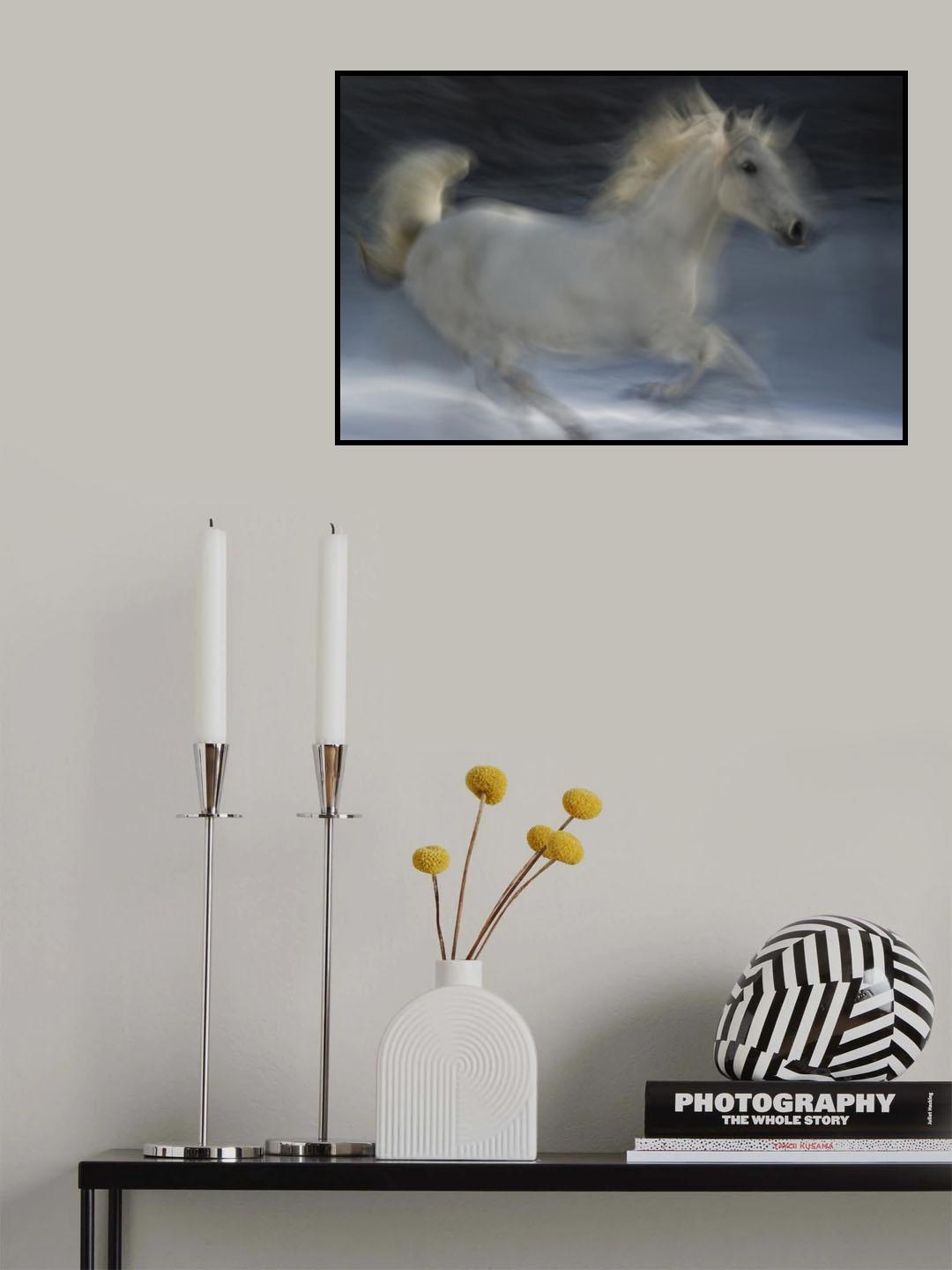 Lipizzaner Poster och Canvastavla