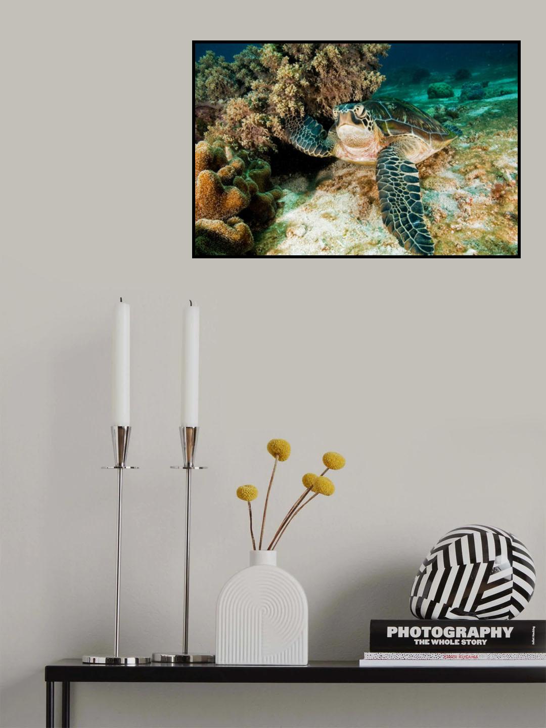 Sea Turtle Poster och Canvastavla
