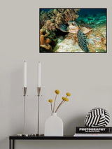 Sea Turtle Poster och Canvastavla