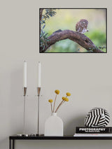 Athene noctua Poster och Canvastavla