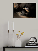 Striated Heron Poster och Canvastavla