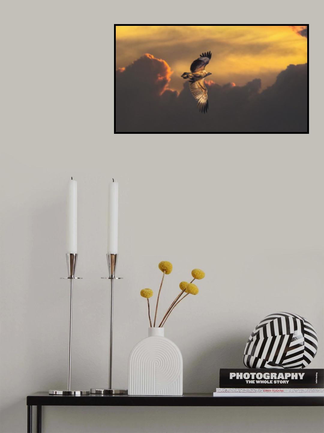 Australian White-bellied Sea Eagle Poster och Canvastavla