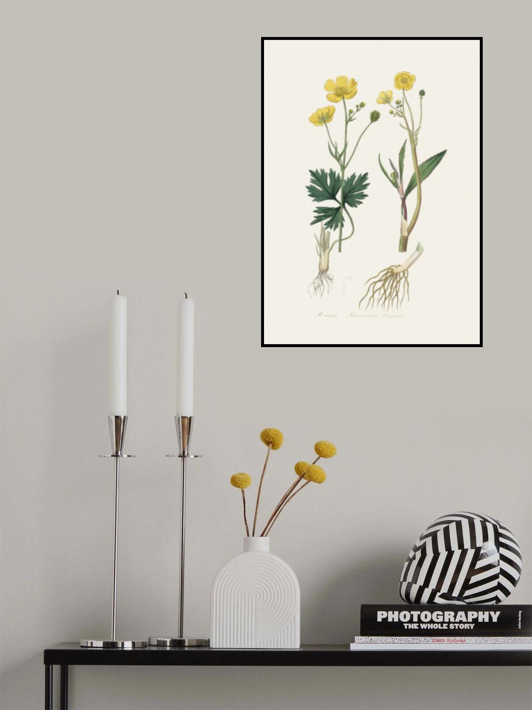 Lesser Spearwort (ranunculus Flammula) Medical Botany Poster och Canvastavla