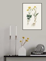 Lesser Spearwort (ranunculus Flammula) Medical Botany Poster och Canvastavla