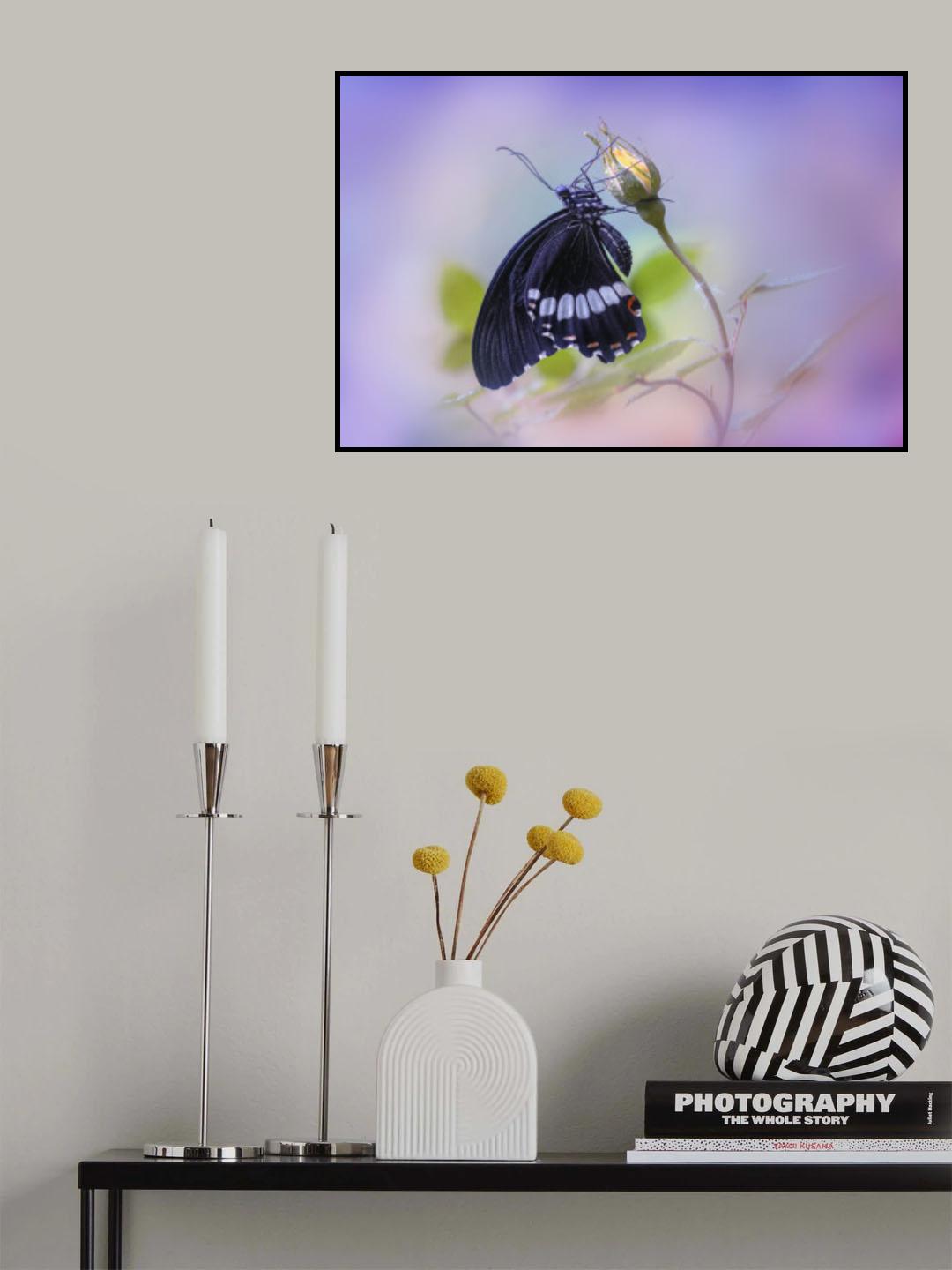 Common Mormon Poster och Canvastavla