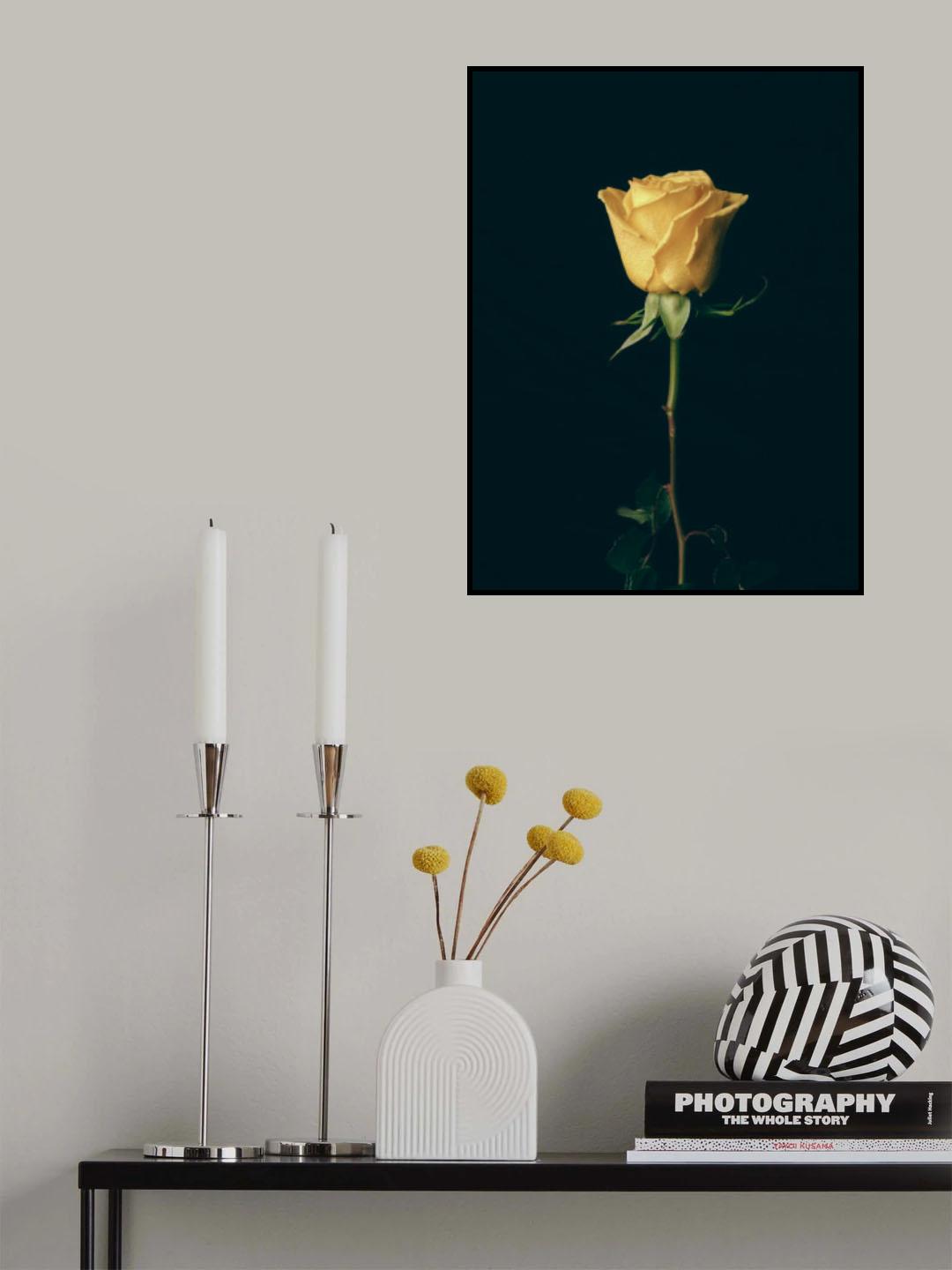 yellow rose Poster och Canvastavla