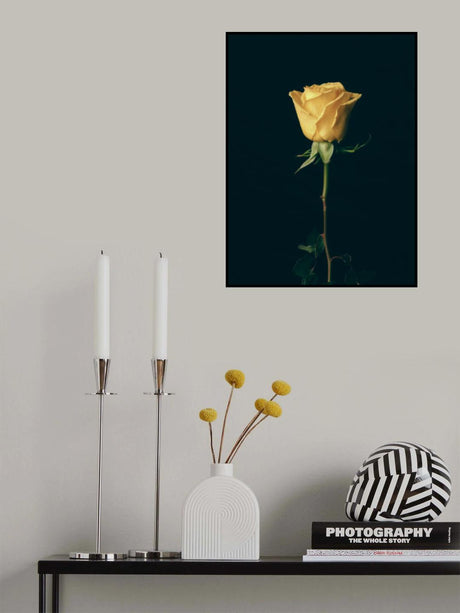 yellow rose Poster och Canvastavla