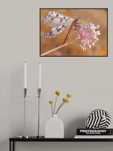 Sunbathing to dry its wings... Poster och Canvastavla