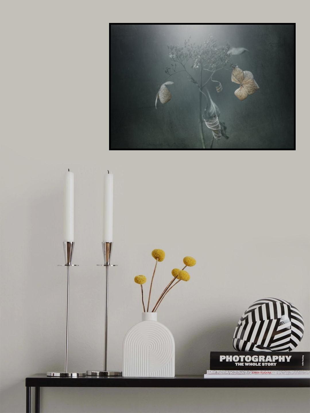Withe hydrangea Poster och Canvastavla