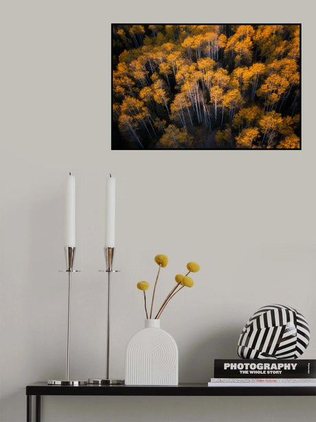 Aspen in Autumn Poster och Canvastavla