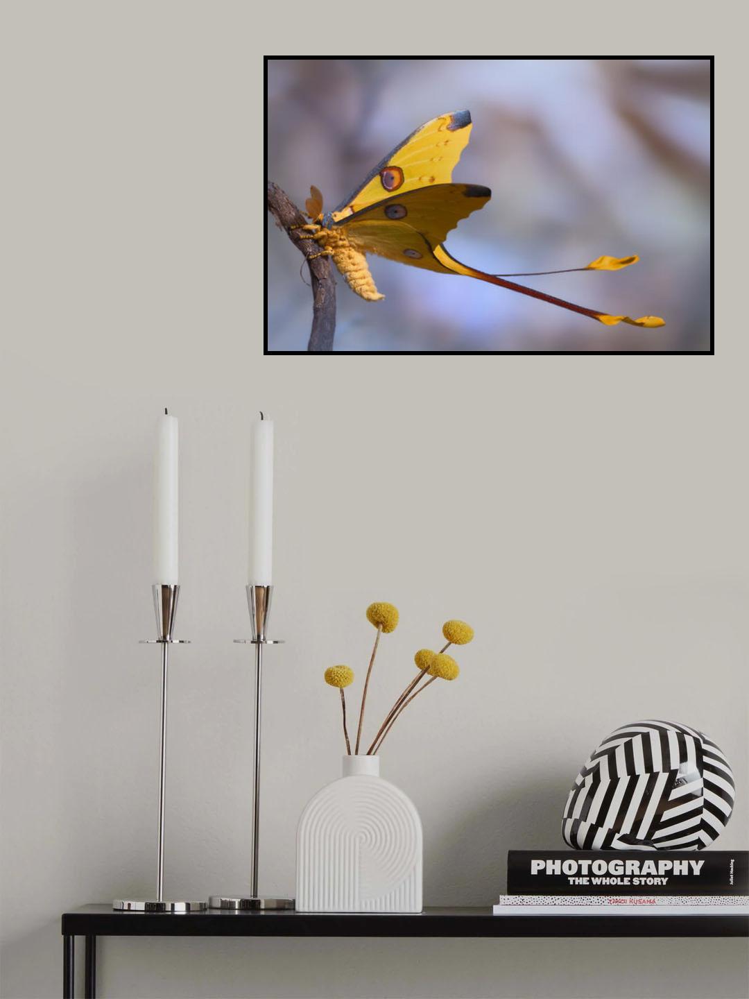 Comet Moth Poster och Canvastavla