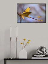Comet Moth Poster och Canvastavla