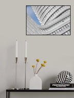 Curly Whites Poster och Canvastavla