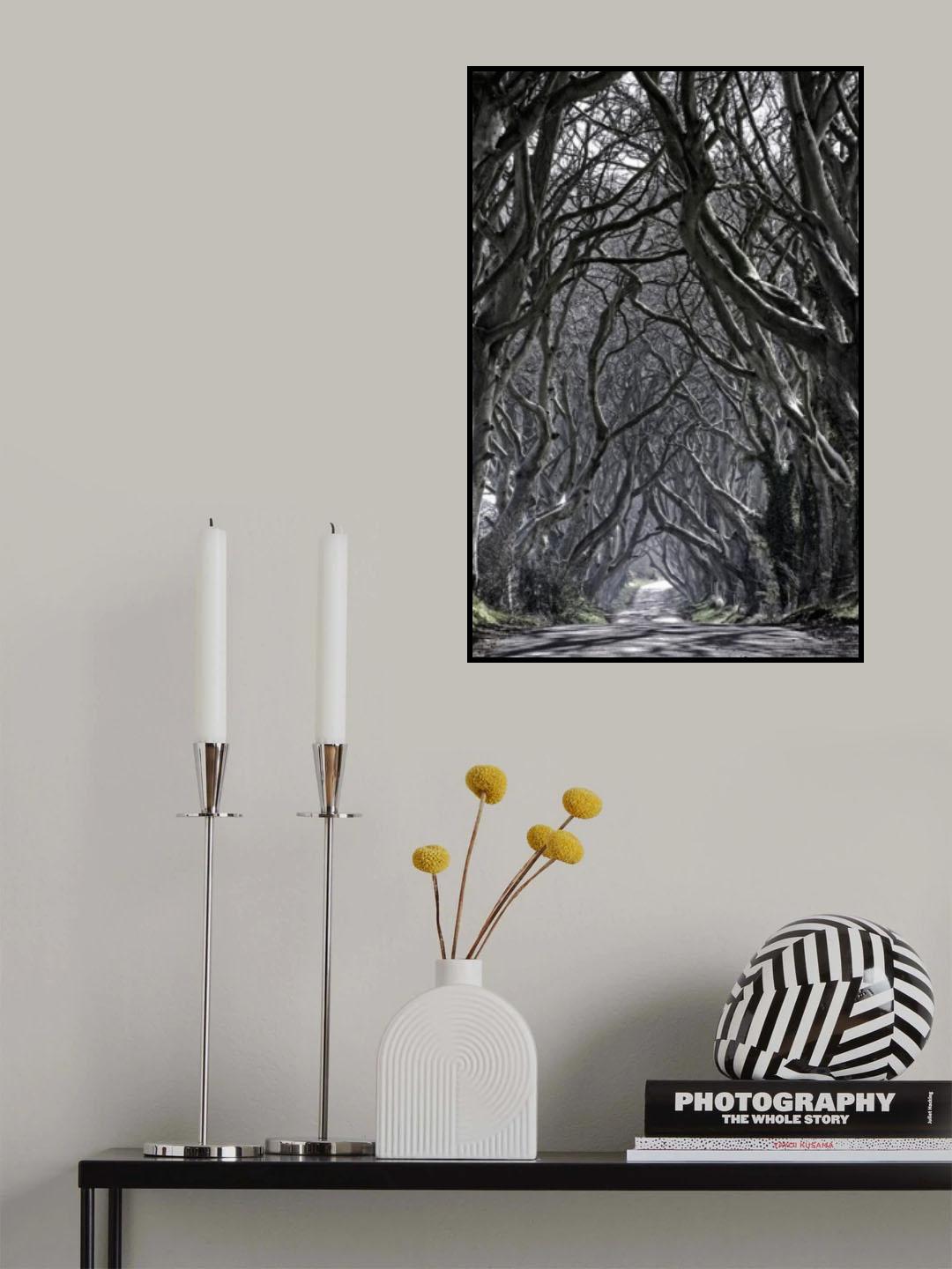 Dark Hedges Poster och Canvastavla