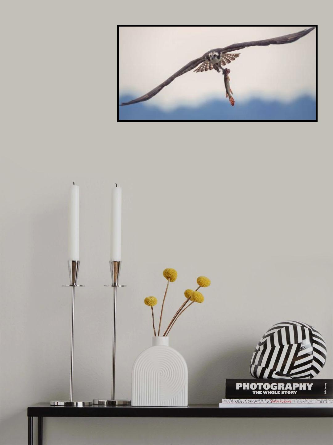 Ospery Poster och Canvastavla