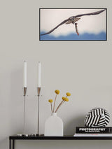 Ospery Poster och Canvastavla