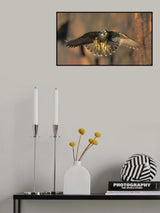 Peregrine Falcon Poster och Canvastavla