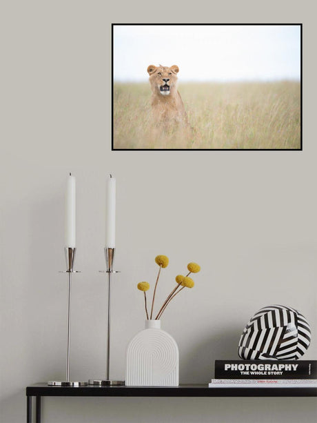 Young Lion Poster och Canvastavla
