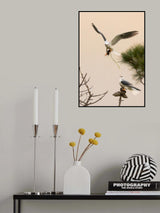 White tailed kite Poster och Canvastavla
