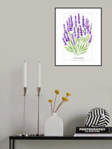 Lavender II Poster och Canvastavla
