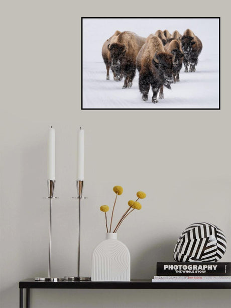 The herd Poster och Canvastavla