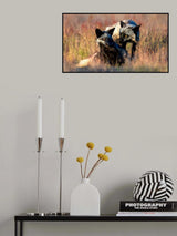 Black Foxs Poster och Canvastavla