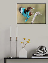 Halcyon smyrnensis Poster och Canvastavla