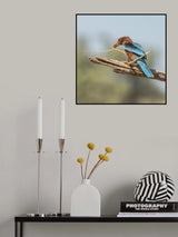 Kingfisher Poster och Canvastavla