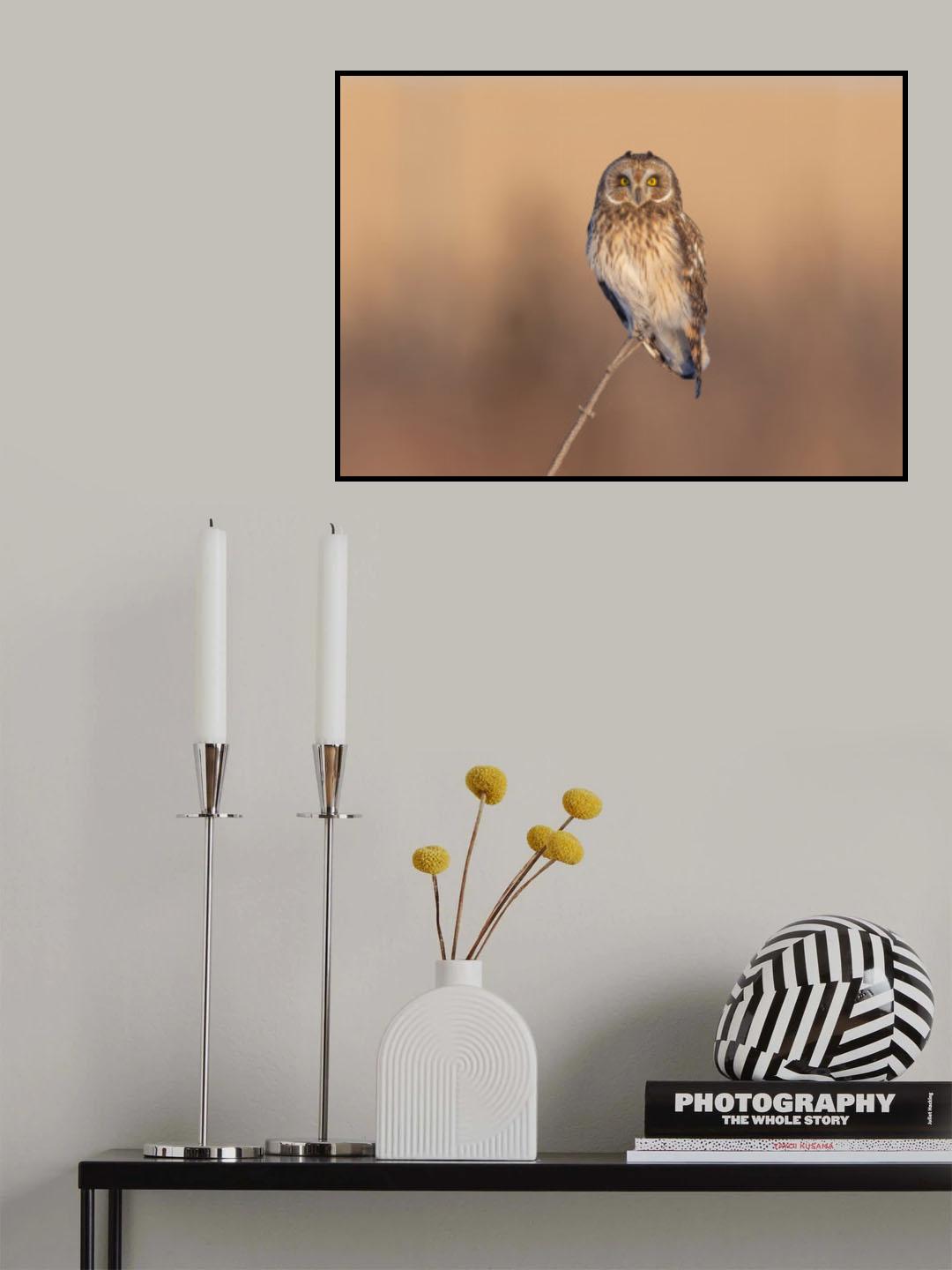 Short-eared owl Poster och Canvastavla