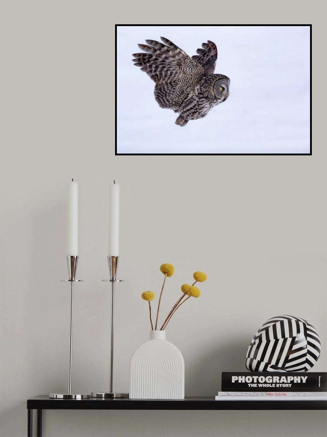 Great Grey Owl Poster och Canvastavla