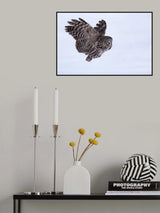 Great Grey Owl Poster och Canvastavla