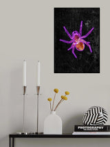 Neon halloween spider Poster och Canvastavla